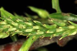 Salix eleagnos. Female catkin.
 Image: D. Glenny © Landcare Research 2020 CC BY 4.0